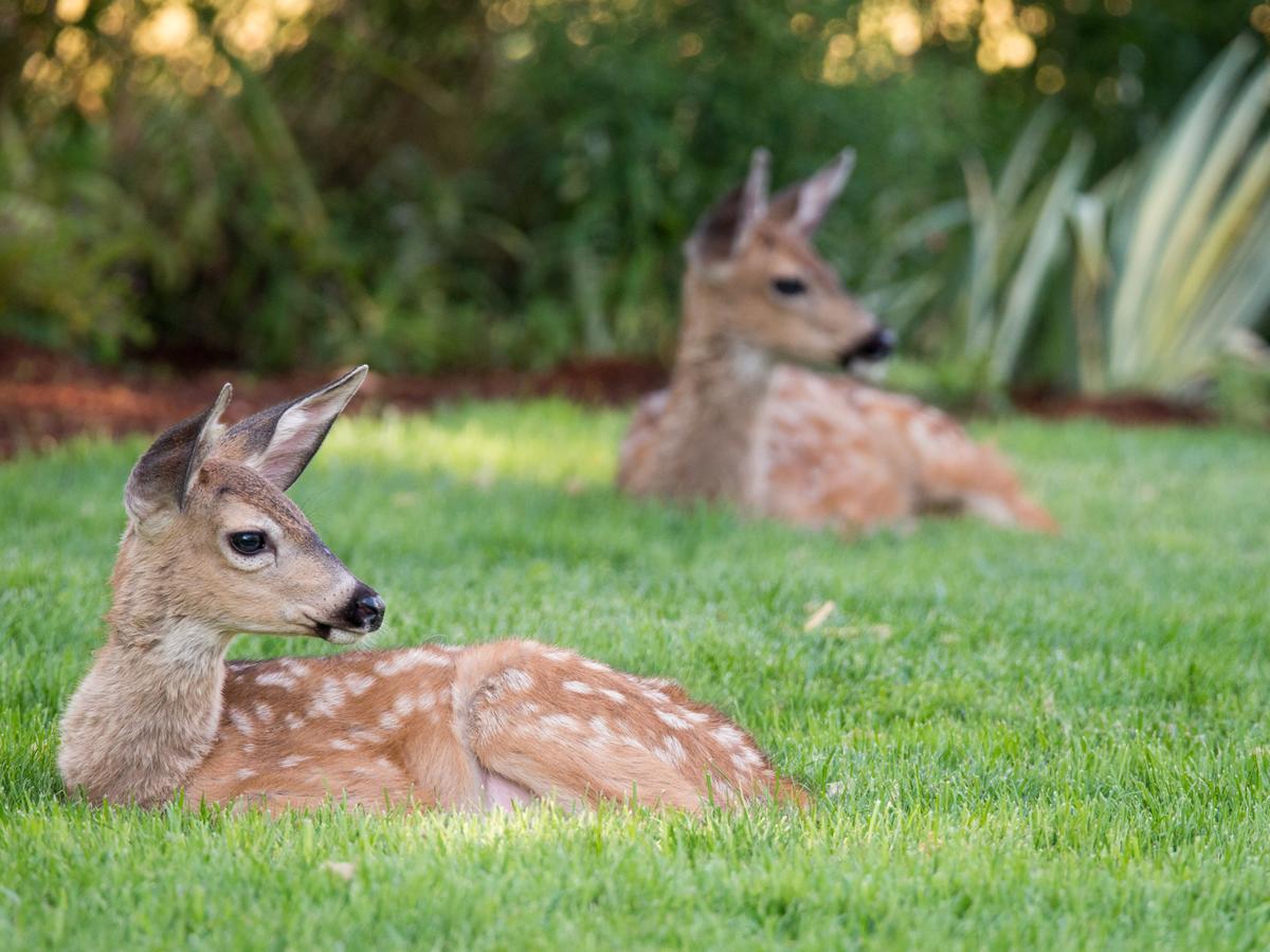 Country Willows (adults Only) Bed & Breakfast Ashland